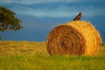 roll of hay