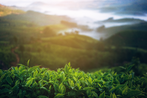 Discover how IFS supports ESG goals in Energy, Utilities and Resources